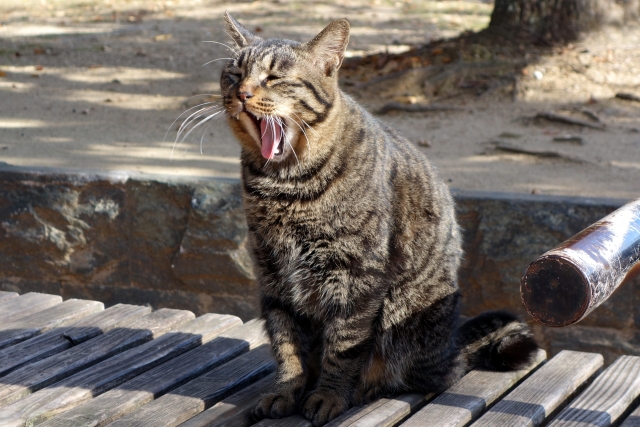 猫のあくびの謎を発見 あくびの原因と心理状態に意外な事実が いろいろ情報サイト