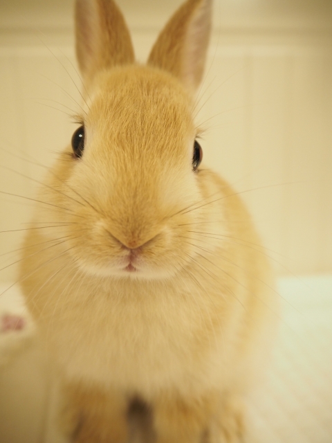 やっぱりうちのコが一番 オンリーワンなミニウサギの魅力 いろいろ情報サイト