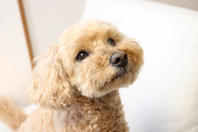 トイプードルって犬アレルギーでも飼えるの 抜け毛の量や飼う際の注意点をご紹介 いろいろ情報サイト